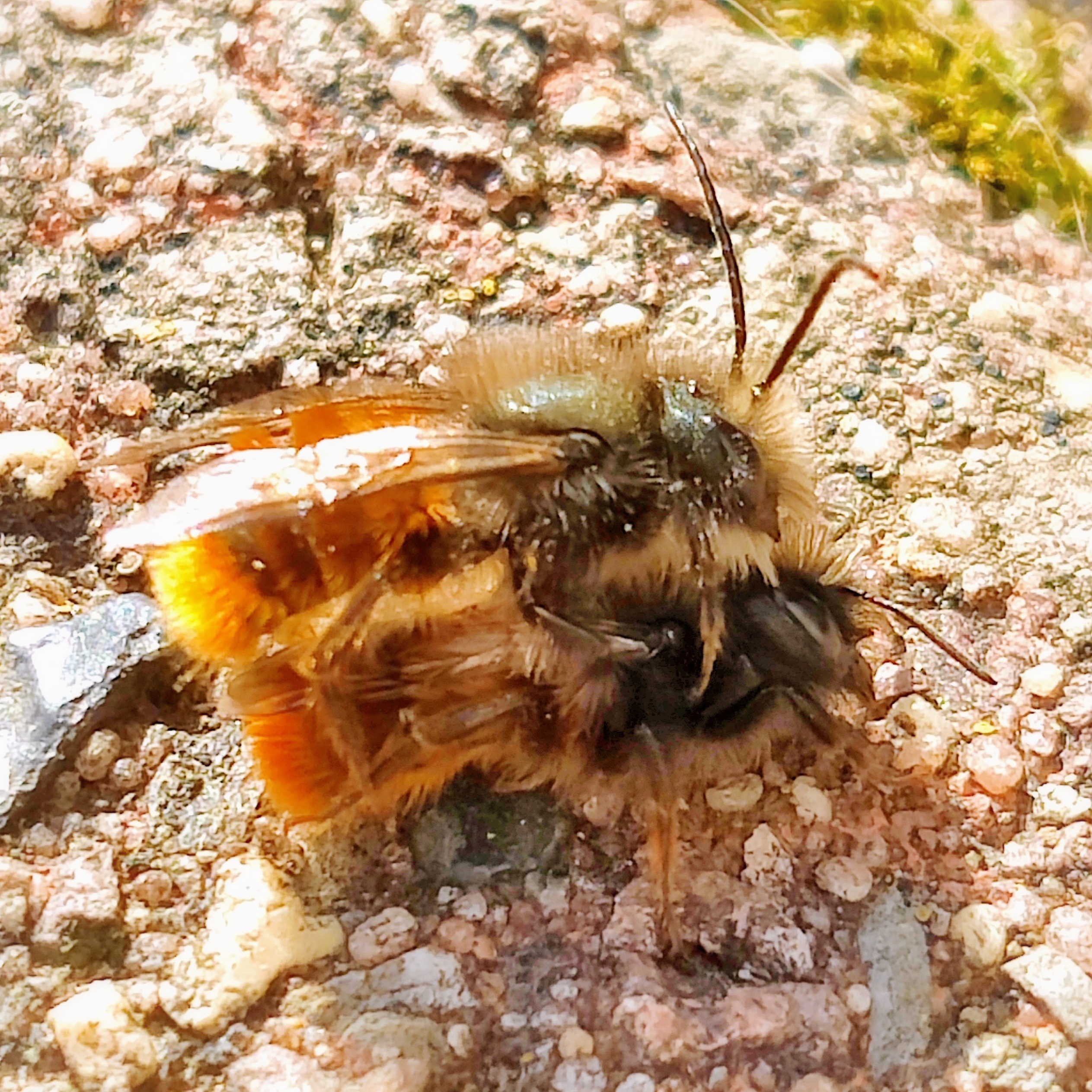 Gehörnte Mauerbienen im Wildbienenhotel