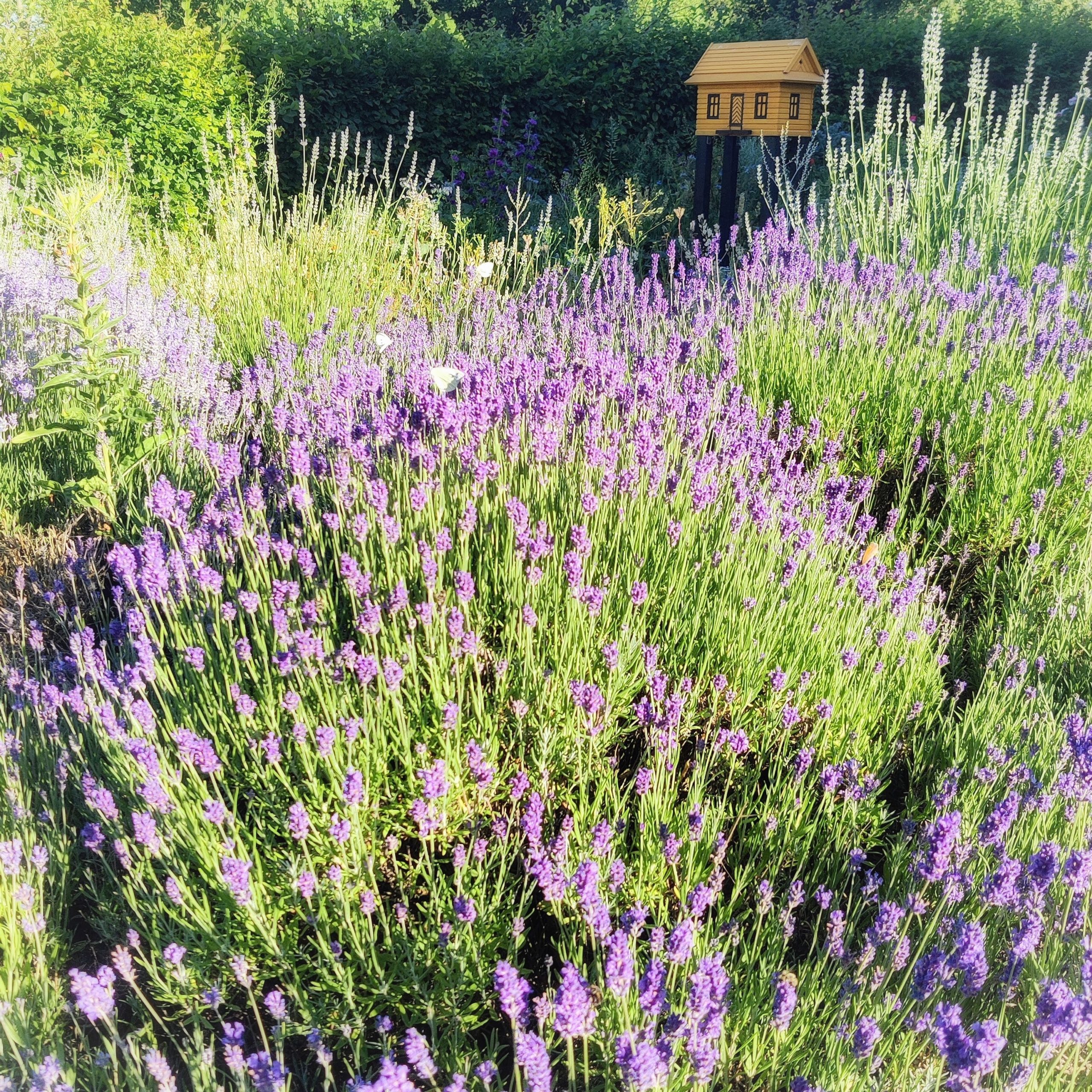 Lavendel wohin man schaut