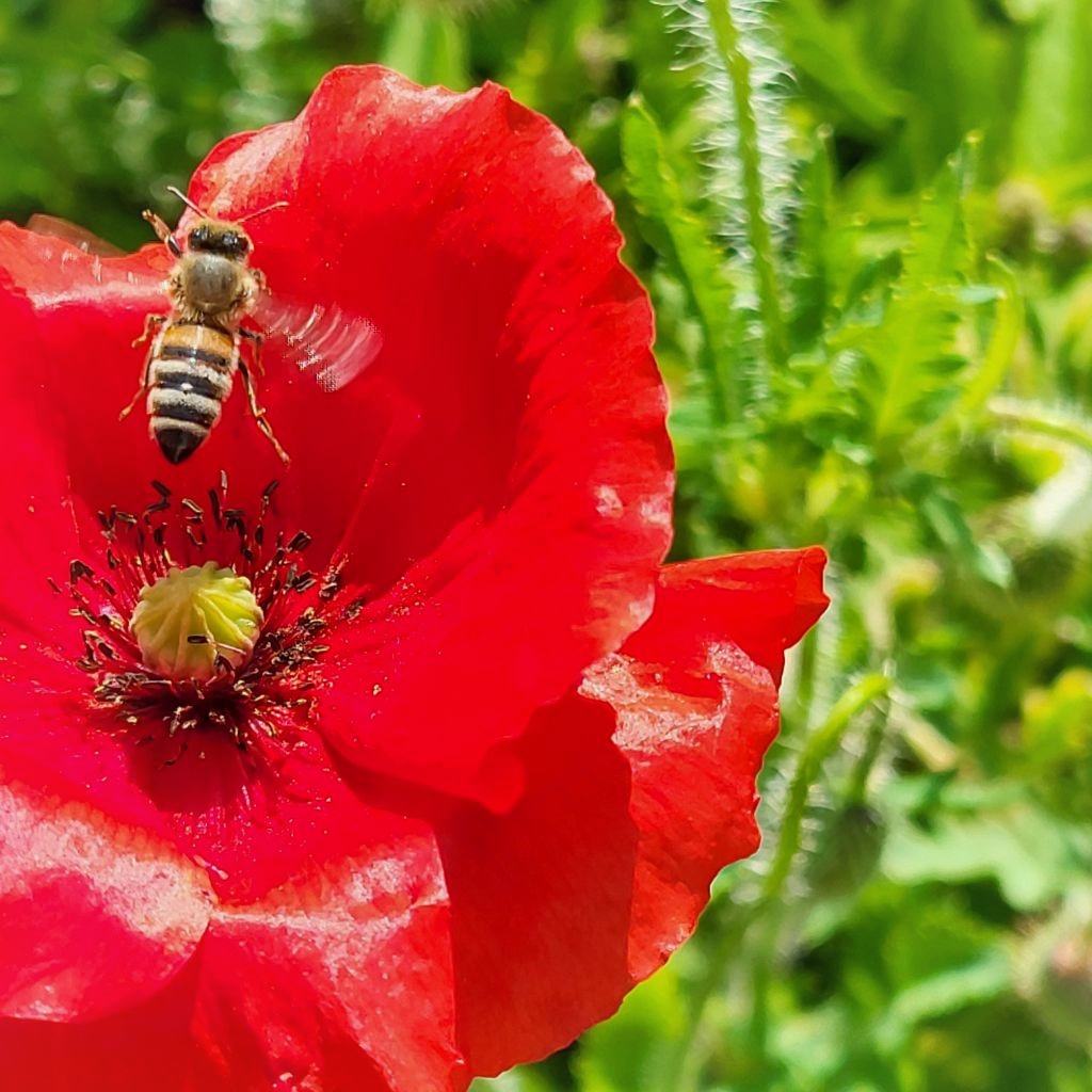 Knallroter Mohn überall