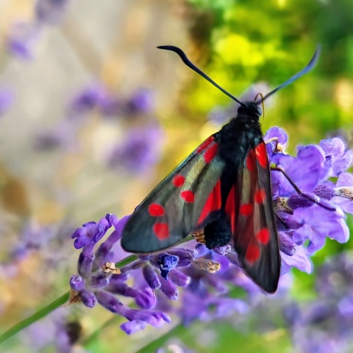 Sommerbesuch im Lavendel