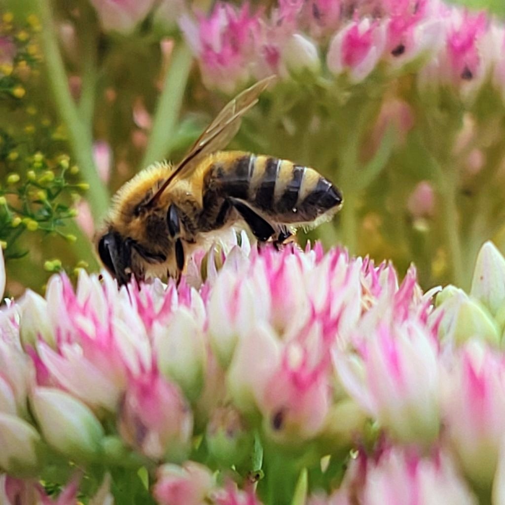 Kurzer Zwischenstopp. 🐝