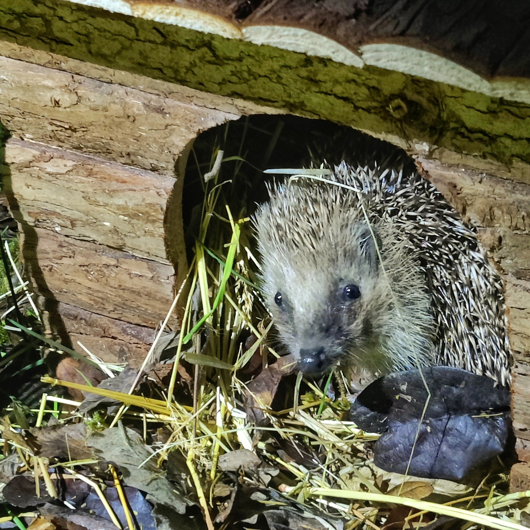 Herr und Frau Igel sind eingezogen