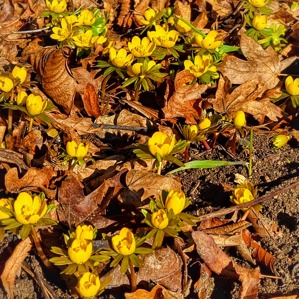 Winterlinge überall