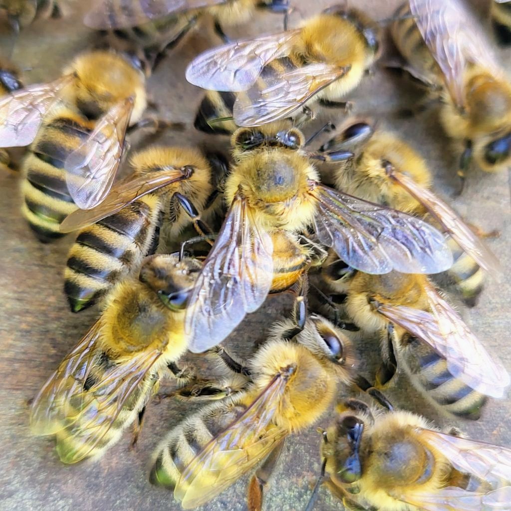 Hilfe im Bienenvolk