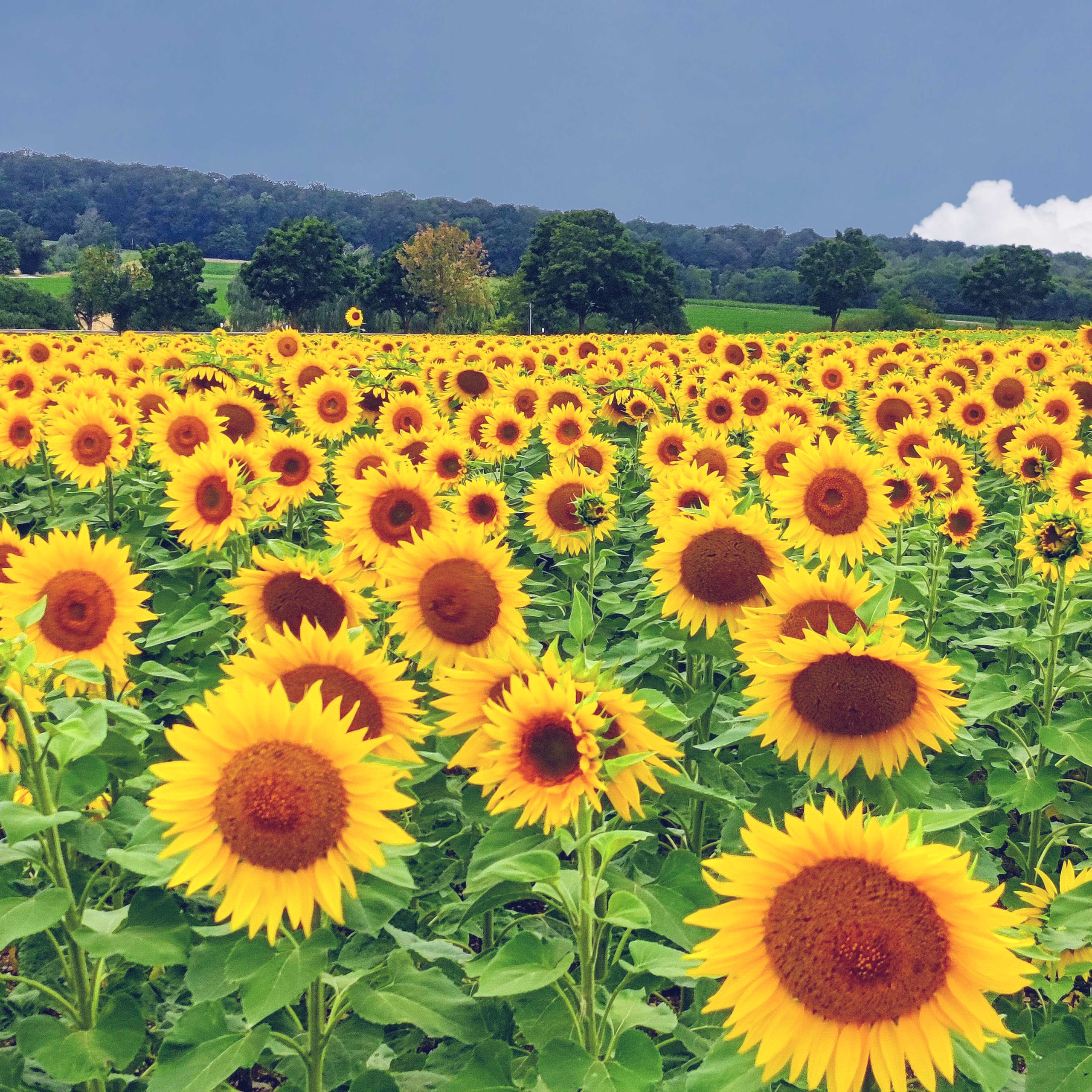 Man kann niemals genug Sonnenblumenfotos machen